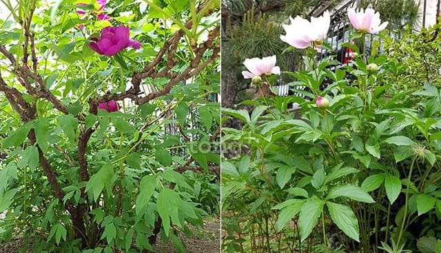 牡丹と芍薬の違い